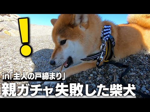My Husband Locked The Door A Day Playing With A 100 Excited Shiba Inu At The Beach Wafu Soubu