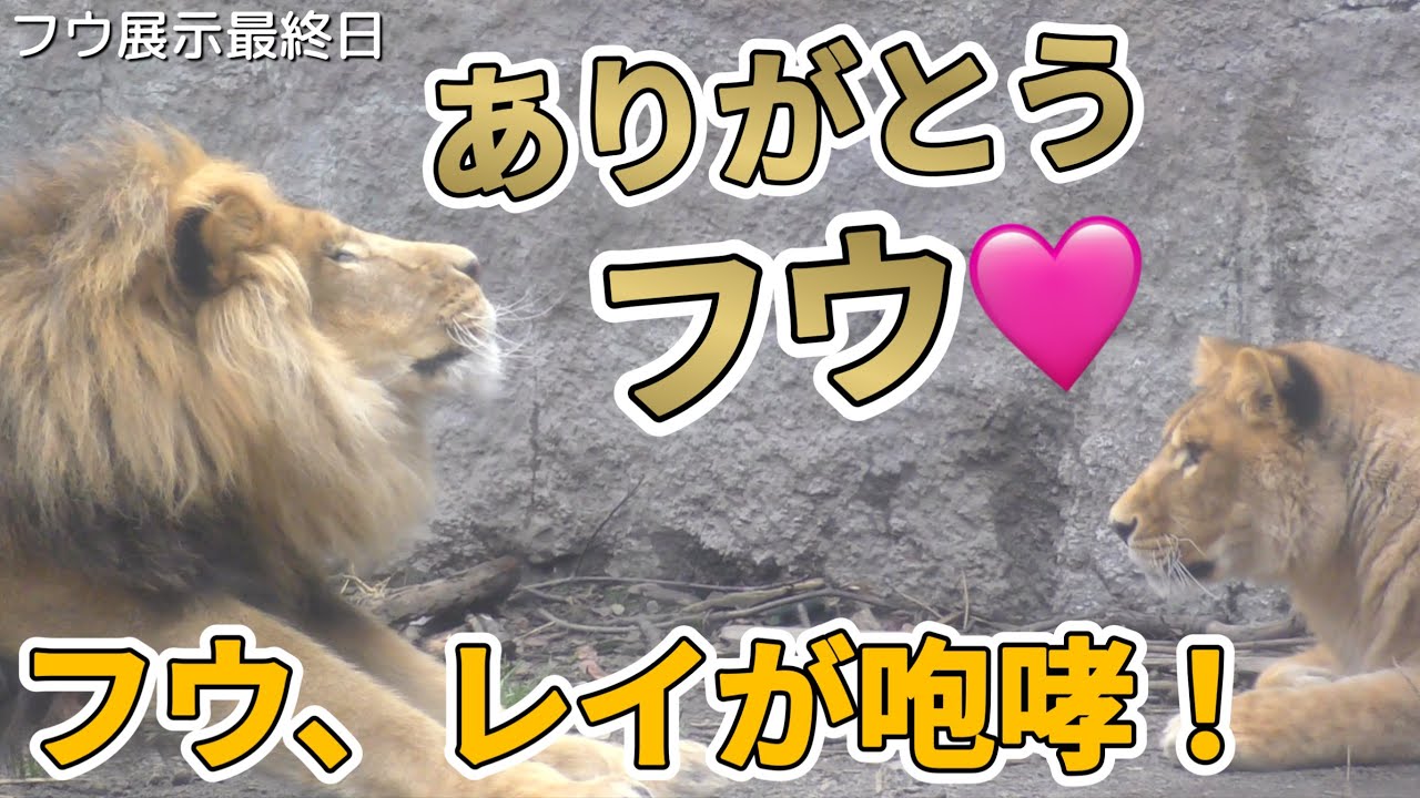 《最終日：旭山動物園ライオン》家族で過ごす最後の1日。パパと一緒にフウレイ姉妹も叫びに感動🩷オリトイオ＆ザリアファミリーvol583Last day before moving to Lion Fuu