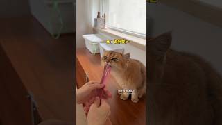 Chocolate prank gone wrong 🍫😹Now kitten is angry boss 😾🔥