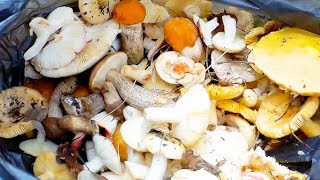ПОЛЯНЫ СЫРОЕЖЕК, подосиновики, подберезовики, маслята! Сбор грибов в июле