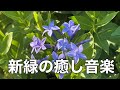 【新緑の癒しBGM】心がふっと落ち着くカフェタイム|やさしいピアノで癒されるリラックス音楽