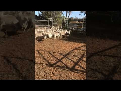 Mini Dachshund Rounds up Mob of Sheep || ViralHog