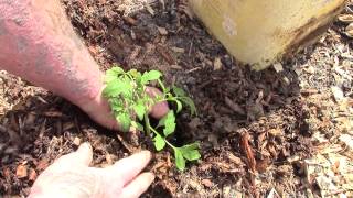 Hey guys, here is how i am going to start our garden this year. not
till the wood chips in, plant straight into them. thanks fo...