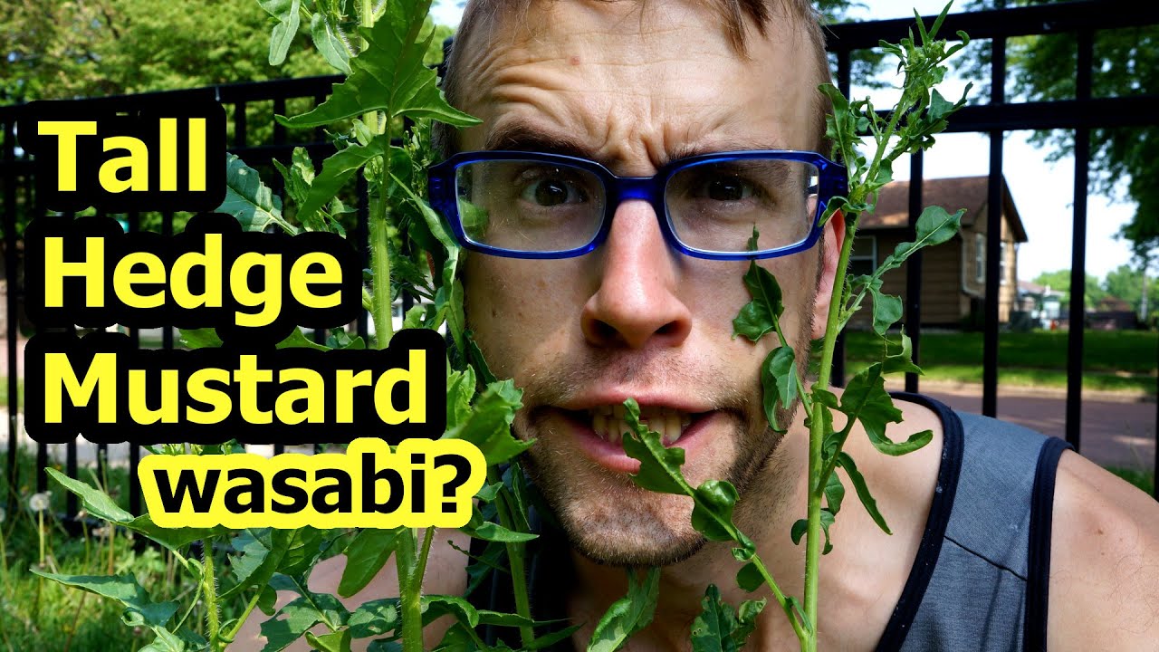 Tall Hedge Mustard tastes like wasabi! Sisymbrium loeselii YouTube