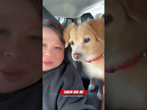 Taking Simon For A Drive Swtykoschannel Follow Highlights Doglife Shortvideo