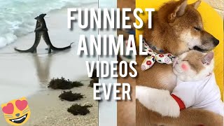 New Funny Animals 😂 Funniest Animal Videos 😺🐶🐴 #memes #funny #animals #viral #funnyanimals #comedy