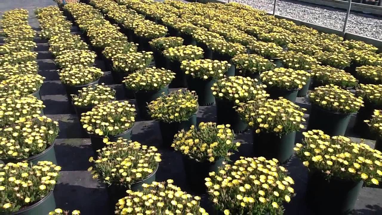 Delosperma Peridot