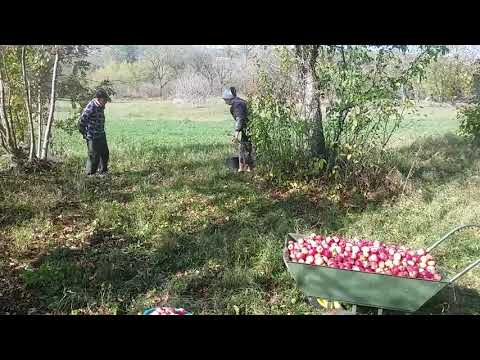 Соседские яблоки