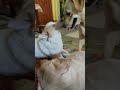 khal#shorts #short #viral #youtubevideos #labrador #funny #pets #youtubeshorts #doggybestfriend