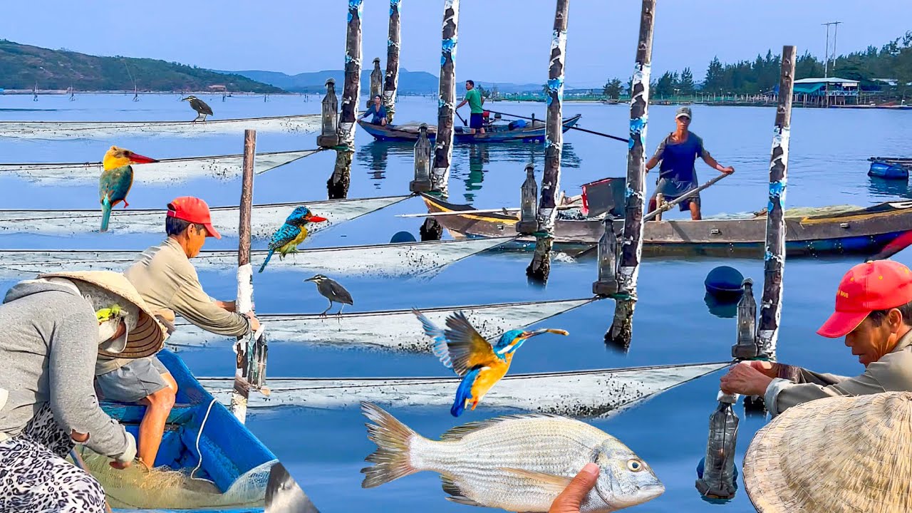 Độc Đáo Nghề Chong Đèn Dầu Chắn Cá Trên Đầm Ô Loan║Hồ Nước Lợ Lớn Nhất Phú Yên Cũ
