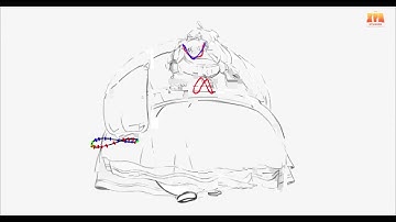 KLAUS MAGDELONE WALK CYCLE ANIMATION ANALYSIS - (Sergio Martins)