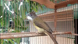 CUCAK JENGGOT BETINA NEMBAK EMOSI TINGGI