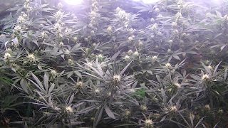 MONSTER GUERRILLA GROW IN CALIFORNIA