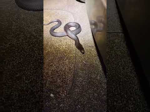 You never know what's hiding by the bin! 🚫🐍