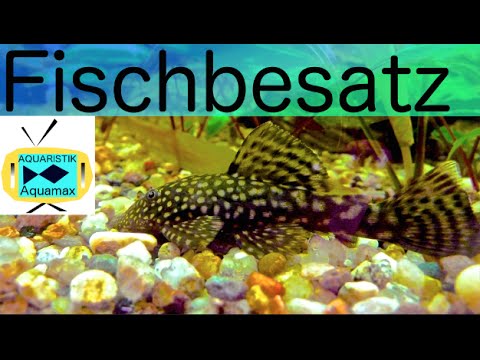 Video: Wie viele Fische sollten Sie in ein Aquarium geben?