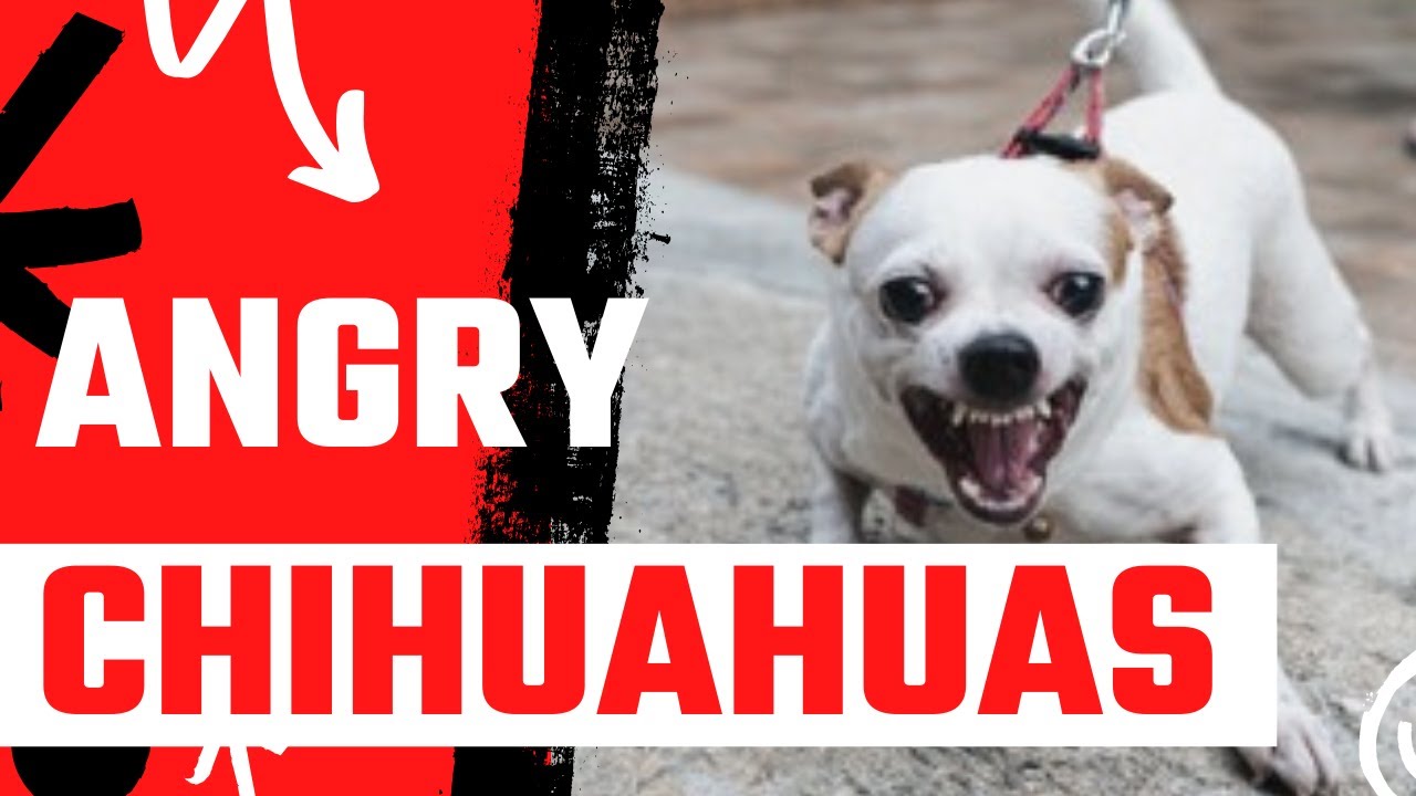 Angry Chihuahuas #1 | Try Not To Laugh - Funny Pets Channel