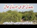 700 years old deserted and mysterious giants township in forest of nihang sahiwal tahirshahvlogs