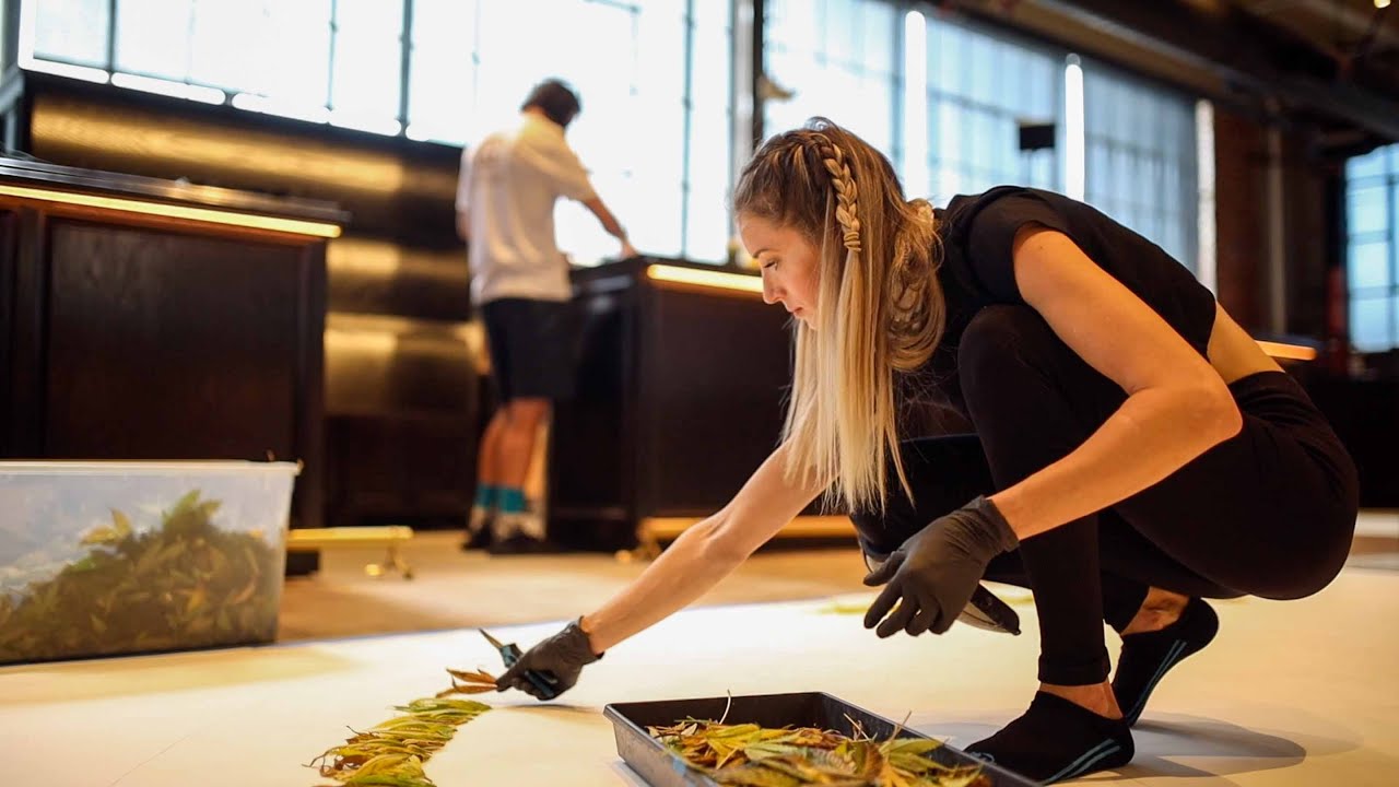 Cannabis Mural with 3C Farms by: @Asiataber and @Cannabiscapes (Hazy Artist Series)