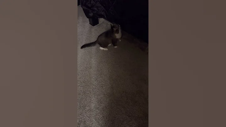 Video 8245881: mainecoon cat pet animal, mainecoon rescue, adopt mainecoon cat