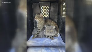 New Law Proposed After Cats Stuck Inside Condemned Windsor Locks Hotel For 2 Weeks