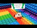  hamster escapes the pop it maze for pets in real life 