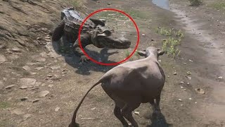 Big Crocodiles Attacks Indian Cow