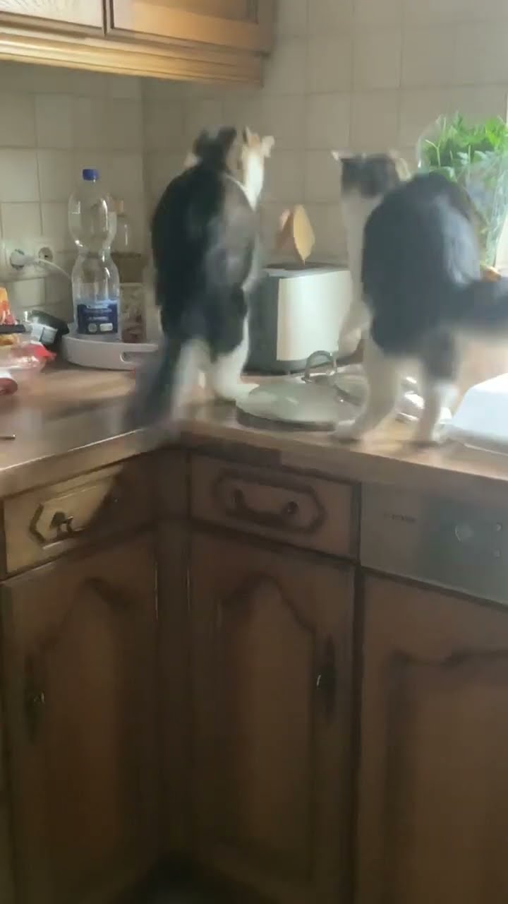 Popped Toast Startles Cat Backward Off Counter || ViralHog