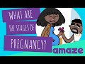 What Are The Stages Of Pregnancy?