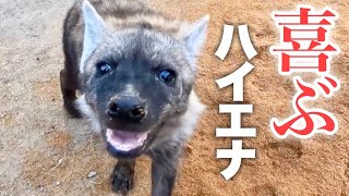 ハイエナにオガクズあげたら反応が可愛すぎる件www Hyenas who are pleased with sawdust are cute