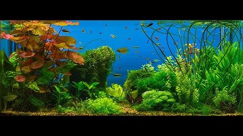 سورة يس بصوت عبدالمحسن العبيكان -ABDU EL MOHSEN EL OBEIKAN