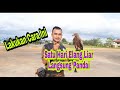 melatih elang bk(black kite),agar bisa soaring#3