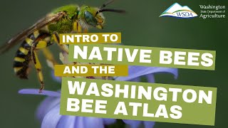 Intro to native bees and the Washington Bee Atlas