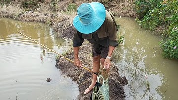 đi bắt óc mùa nước nổi