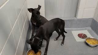 acs A677115 A677116