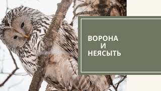 Ворона и неясыть