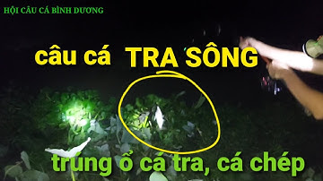 Câu cá TRA SÔNG. kéo cá liên tục HỘI CÂU CÁ BÌNH DƯƠNG/ Fishing