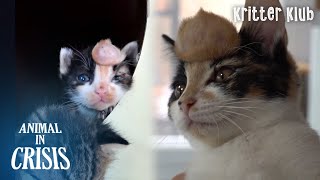 A Big Lump On A Cat&#39;s Forehead Turns Out To Be... l Animal in Crisis Ep 346