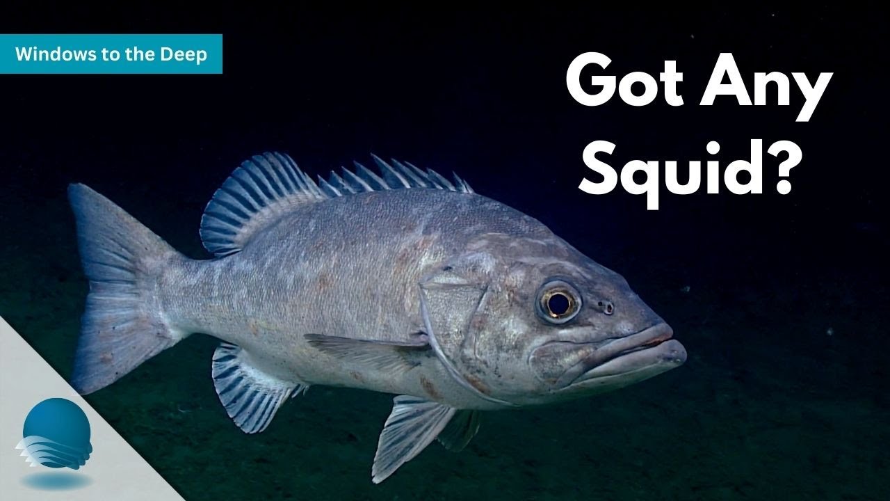Windows to the Deep: Got Any Squid?