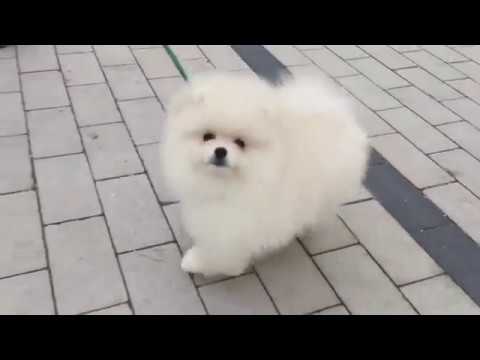 Ucretsiz Sahiplendirme Pomeranian Boo Youtube