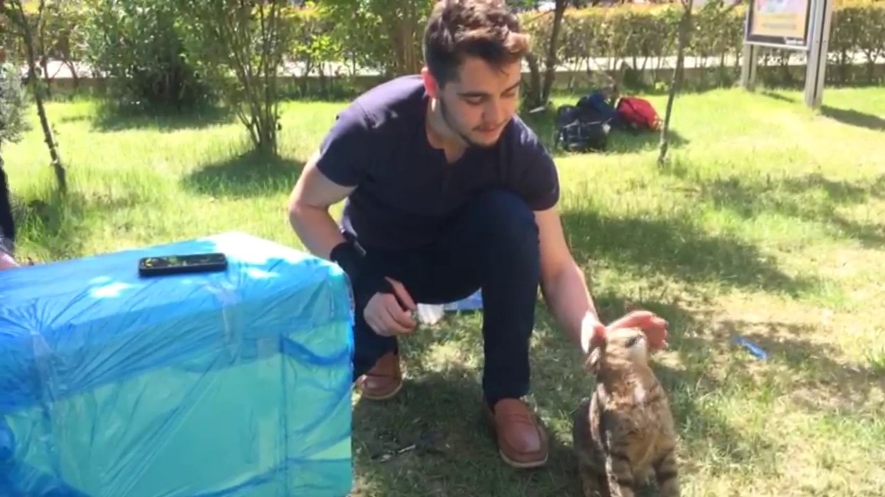 How to Build a Cat House YouTube