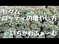 セダム　ロッティの増やし方