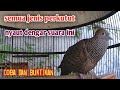 Perkutut cemani umur 1 tahun! Bagus untuk pancingan semua jenis perkutut.