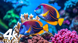 [NEW] 24HRS Stunning 4K Underwater Wonders - Relaxing Music Coral Reefs, Fish & Colorful Sea Life