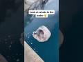 Paper wrap effect in coreldraw tutorial | Coreldraw tutorial for beginners #shorts #tutorial