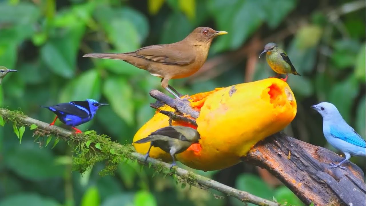 Amazon Forest Animals Earth 4K Video 2023 । African Jungle