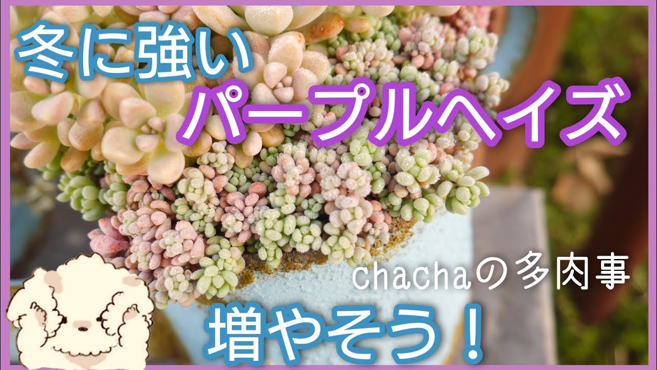 多肉植物】冬に強いパープルヘイズ☺️更にカットして増やします