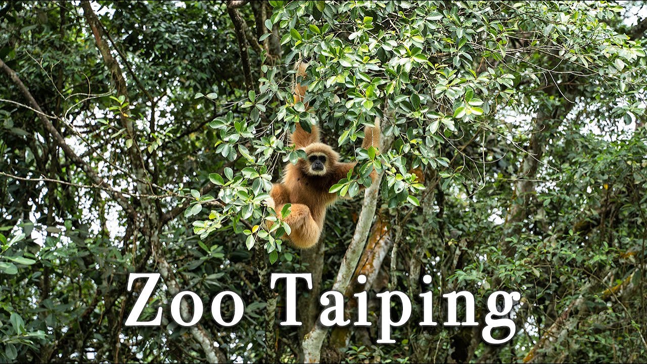 Zoo Taiping Malaysia【Full Tour in 4k】