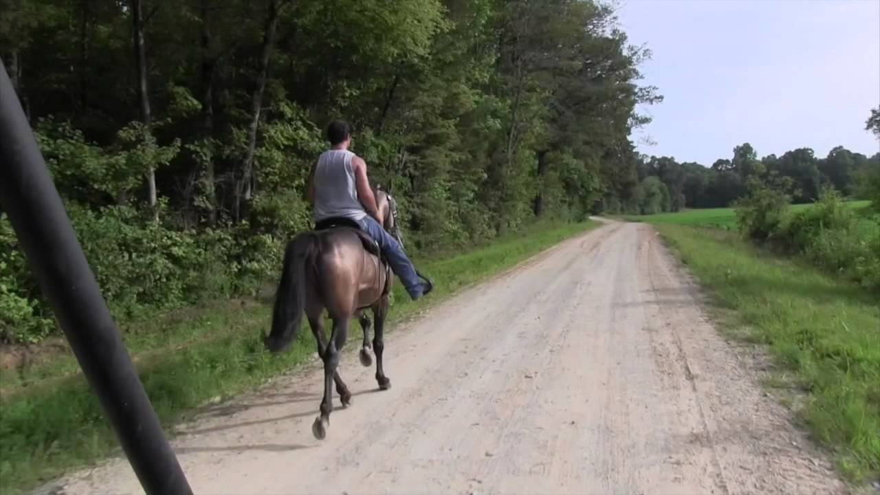 MUST SEE! WORLD CHAMP SPEED RACKING STALLION