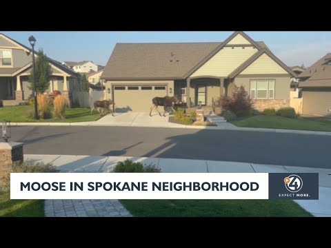 Moose In Spokane Neighborhood