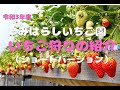 いちご狩り！いちごの取り方やおいしいいちごの見分け方など